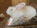 Зайци за месо и разплод, снимка 1