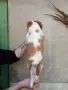 Кавалер Кинг Чарлз Шпаньол, снимка 3