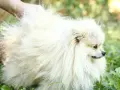 Померан Померанче мъжки, снимка 7