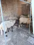 овце и шилета в Лом, снимка 1