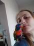 Социални бебета папагали многоцветно лори, снимка 3