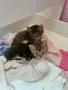 Подарявам котета, снимка 6