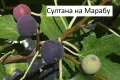  Смокиня  / Разсад Студоустойчиви - Налични 8 сорта, снимка 7