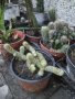 Сукуленти, кактуси, цветя - различни видове , снимка 1