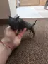 Мини чихо пинчер, снимка 6