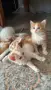 Ангорско Коте + Доставка €60. Домашни Котенца с Хигиенни Навици, снимка 2