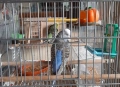 Социални изложбени вълнисти папагали, двойка, снимка 6
