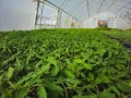 Разсад домати , снимка 3