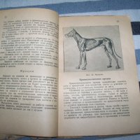 "Ловни кучета" от д-р Алекси Борисов, издание 1949г., снимка 7 - Специализирана литература - 40465990