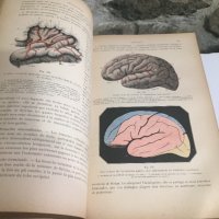 Човешка Анатомия том 2 и 3/1895-1897г./на френски, снимка 7 - Специализирана литература - 30140011