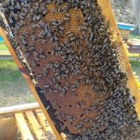 малки пчелни семейства, снимка 2 - Други - 44391461