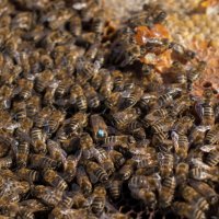 Пчелни  майки  от лицензиран производител сезон 2022