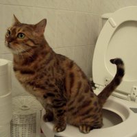 Да научим котката да ходи в човешката тоалетна! котешка коте, снимка 7 - За котки - 29790017