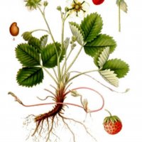 Предлагам свежи листа от градинска ягода 💥, снимка 1 - Други - 34492764
