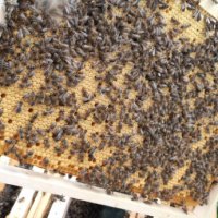 Биологични пчелни майки и отводки от лицензиран производител сезон 2024., снимка 4 - Други - 28196262