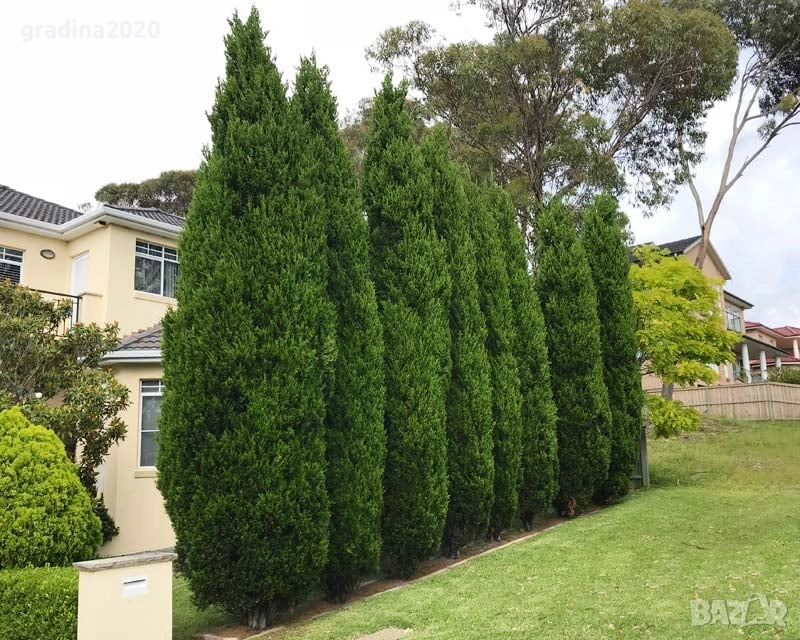 Западна туя Фастигиата, снимка 1