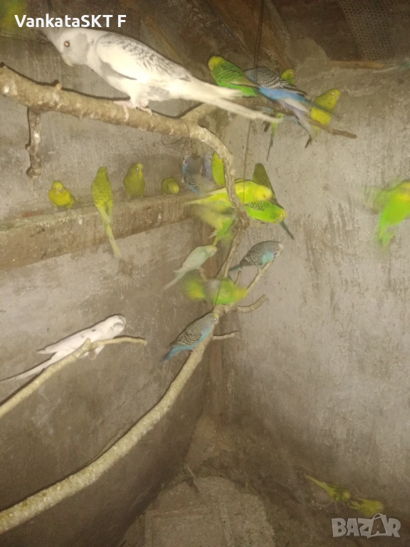 Папагали, снимка 1