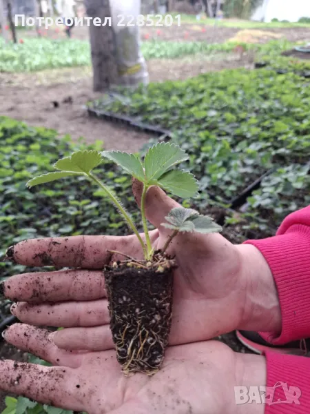 Разсад ягоди Клери, снимка 1
