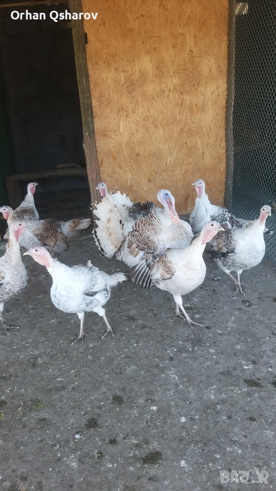 Продавам оплодени яйца от селски пуйки., снимка 1