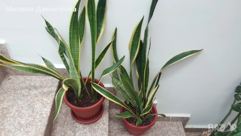 Сансевиера / Sansevieria trifasciata  , снимка 1