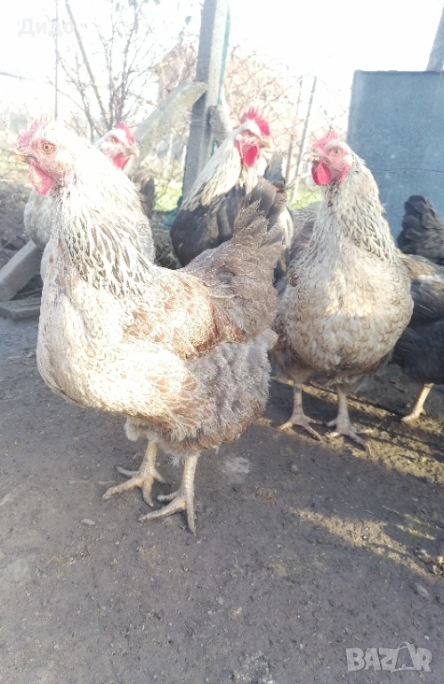 Разплодни яйца от катунски кокошки, снимка 1