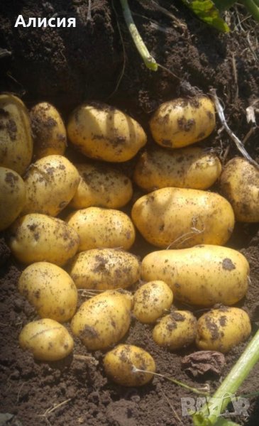 картофи за семе сорт Сорая Агата Ривиера и Карера , снимка 1