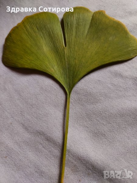 Гинко Билоба растение, полезно за мозъка - листа за чай (дрога), семена и фиданки. Най-ниски цени, снимка 1