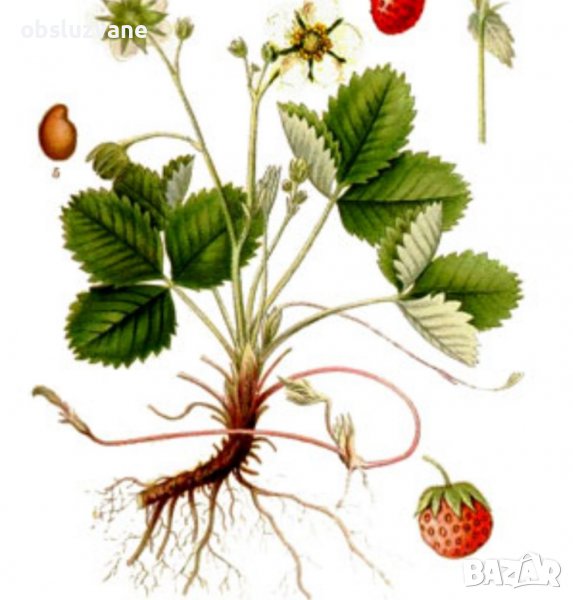 Предлагам свежи листа от градинска ягода 💥, снимка 1