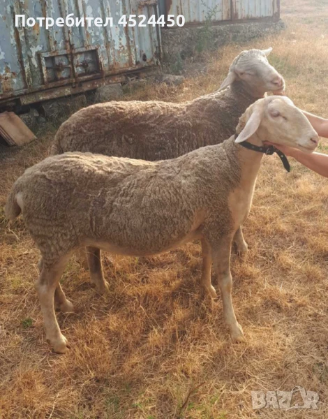 Продавам коч и женско шиле Лакон, снимка 1