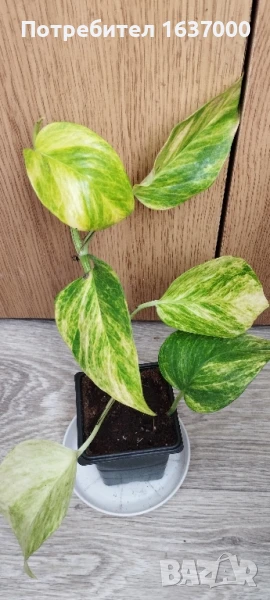 Епипремнум Hicolor, снимка 1