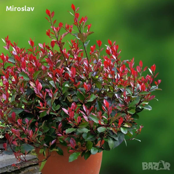 Фотиния Литъл ред Робин, снимка 1