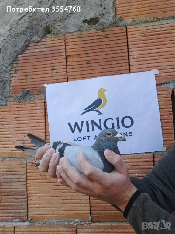 Продавам спортни гълъби , снимка 1