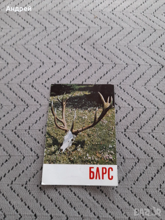 Календарче Блрс 1981 #2, снимка 1