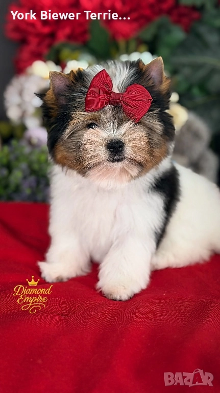 Йорки! Елитно момиченце с родословие Baby face! Доставка , снимка 1