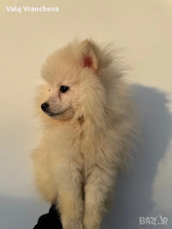 Шпиц, снимка 1