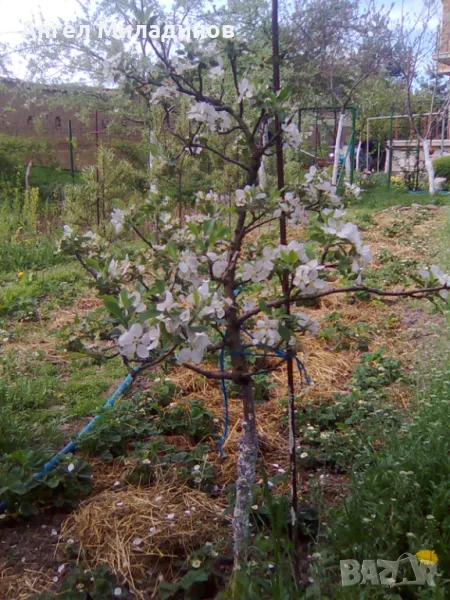 Мини ябълка Петровка , снимка 1