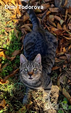 ✨ Сеньор и Тайгър търсят своя дом ✨, снимка 9 - Други - 52284340