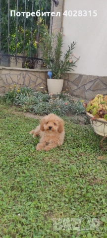 Мини пудел, снимка 4 - Пудели - 51172667