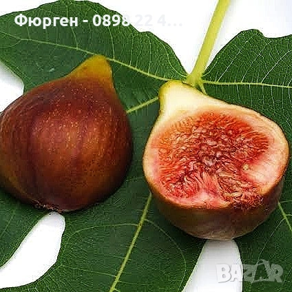Смокиня „Брунсуик“ (Ficus carica ‘Brunswick’), снимка 6 - Разсади - 52356566