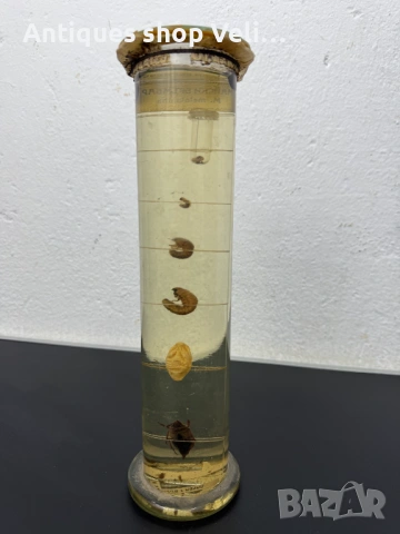 Развитие на майски бръмбар в стъкленица №7810 , снимка 4 - Декорация за дома - 53031556