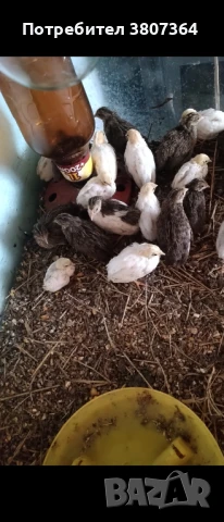 Продавам пътпъдъци на различна възраст , снимка 13 - Кокошки и пуйки - 51026187