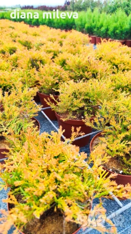 Западна туя Рейнголд (Thuja occidentalis Rheingold), студоустойчива, снимка 4 - Градински цветя и растения - 37392581