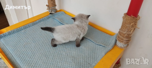 Кълърпойнтчета шотландски, снимка 7 - Британска късокосместа - 54252898