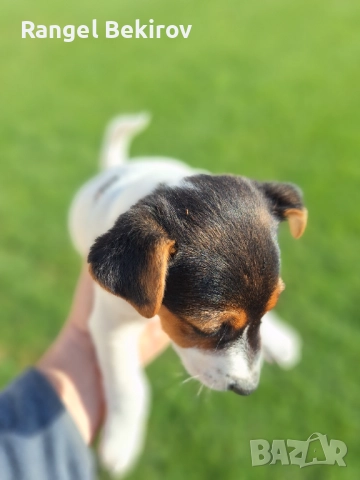 Джак ръсел, снимка 3 - Джак ръсел териер - 52825883