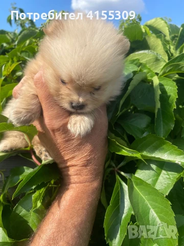 Мини Померан, снимка 8 - Померан - 48347965