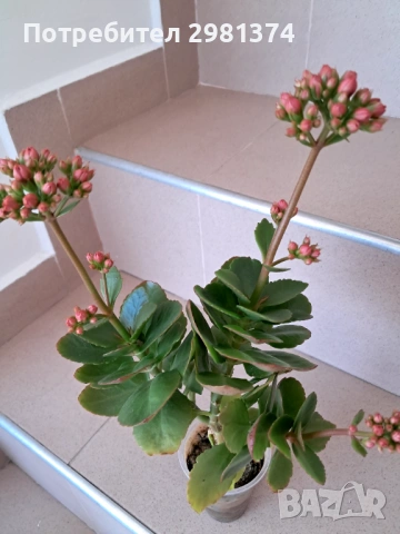 Каланхое, снимка 3 - Стайни растения - 53185513