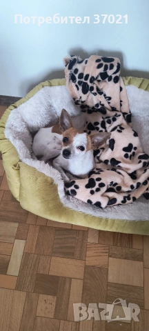 Подарявам куче сърнист пинчер 