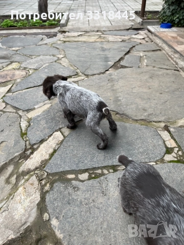 Дратхаар , снимка 10 - Дратхаар - 52884984