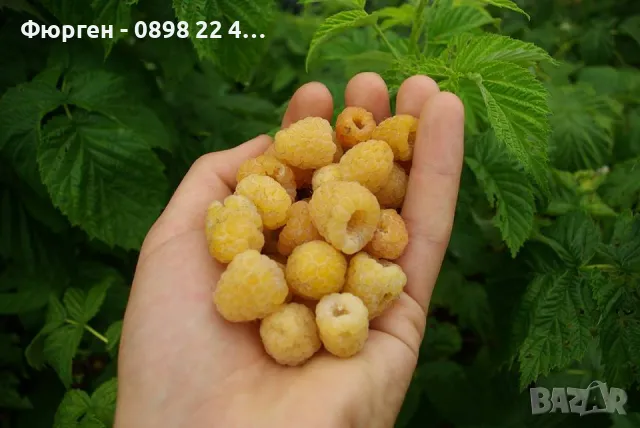 Жълта  малина - 5 сорта, снимка 3 - Разсади - 47359503