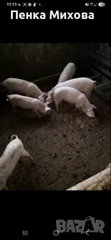 Продавам прасенца